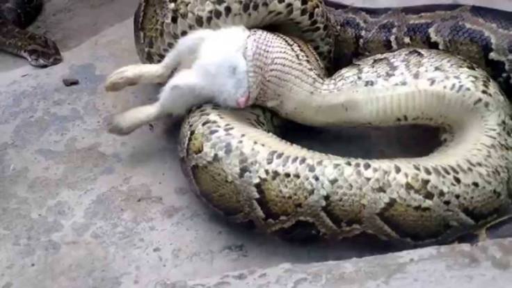 Hajime Sasada Kanin og slange